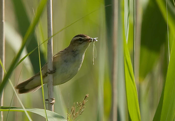 Sedge Warbler