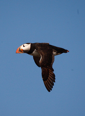Puffin