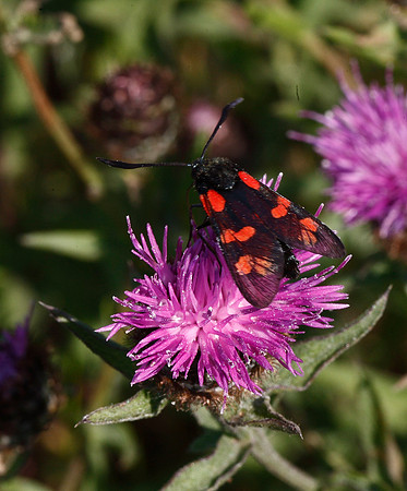 Burnet Moth