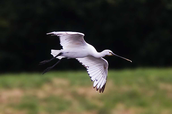 Spoonbill