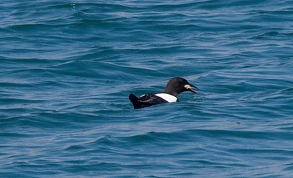 Black Guillemot