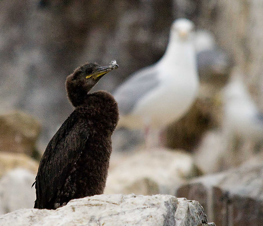Shag