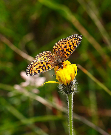 Small Pearl-bordered Fritillary
