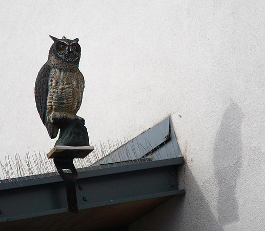 Eagle owl plastic!