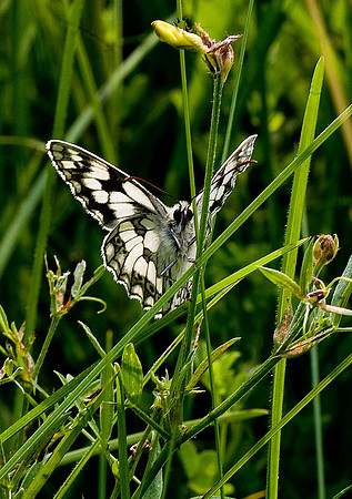 Marbled White