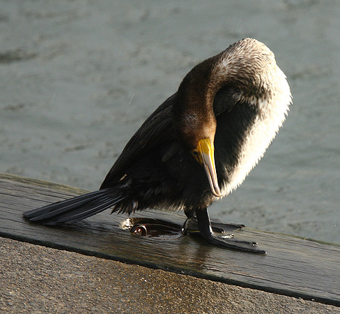 Cormorant
