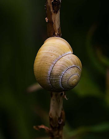 Snail