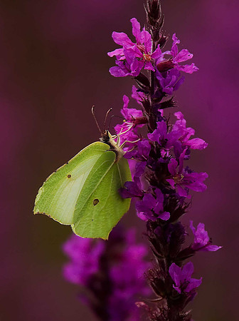 Brimstone