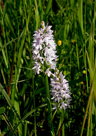 Common Spotted Orchid