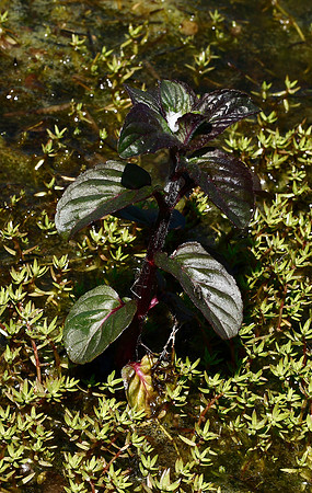 Water Mint