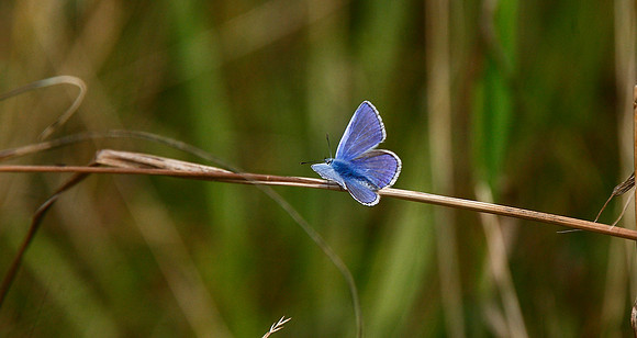 Common Blue