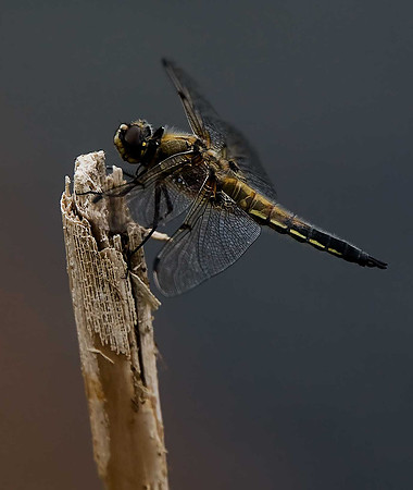 Four-spotted Chaser