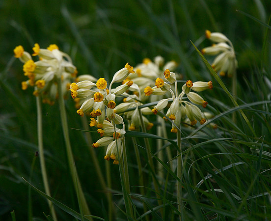 Cowslips