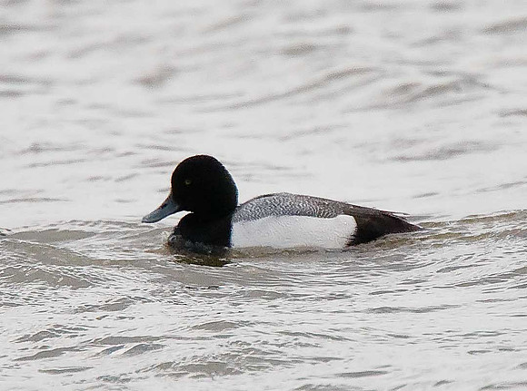 Lesser Scaup