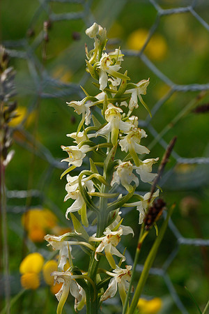 Greater Butterfly Orchid