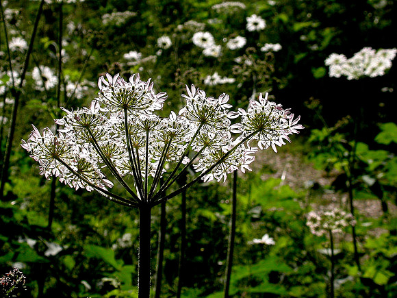 Cow parsley