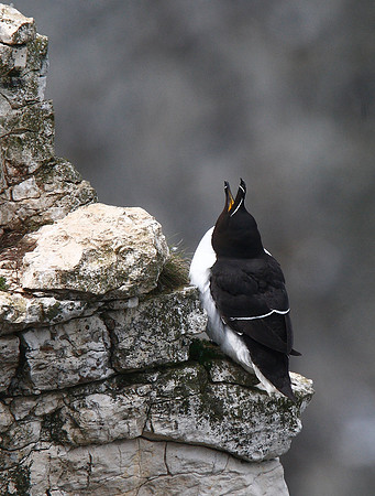 Razorbill