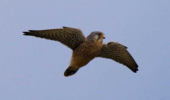 Kestrel