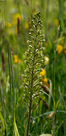 Twayblade