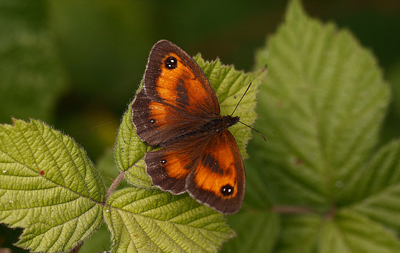 Gatekeeper
