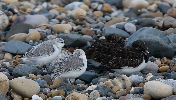 Sanderling