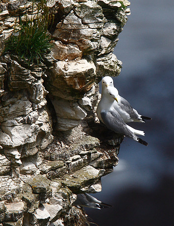 Kittiwake