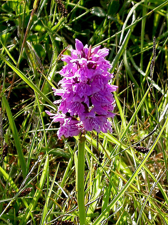 Common Spotted Orchid