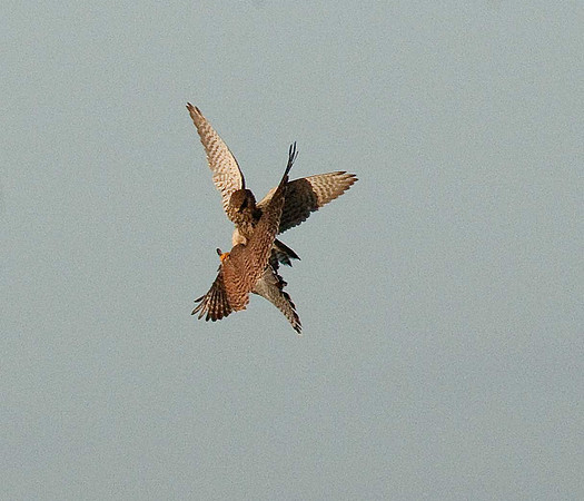 Kestrels