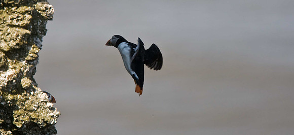 Puffin