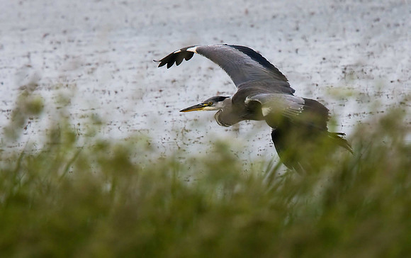 Heron