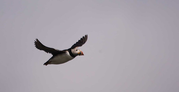Puffin