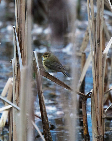 Chiffchaff