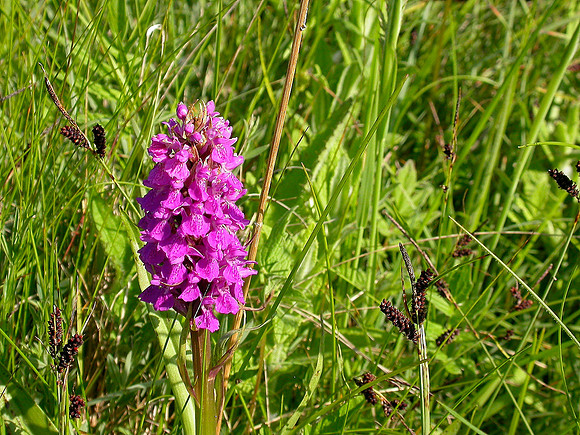 Marsh Orchid