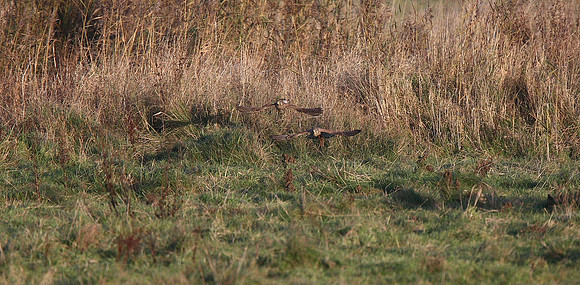 Kestrels