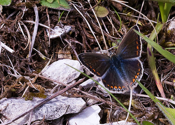 Common Blue