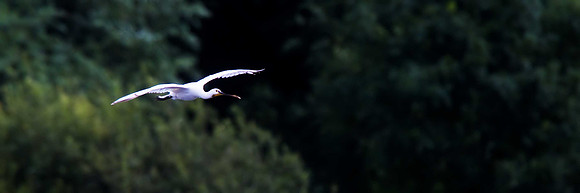 Spoonbill