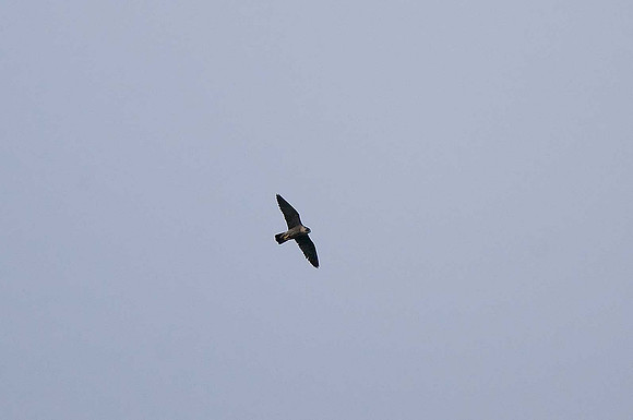 Peregrine