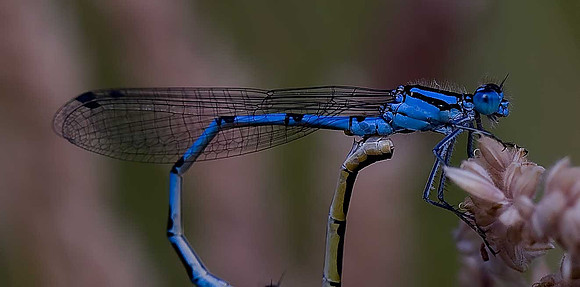 Common Blue Damselfly