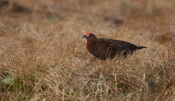 Red Grouse