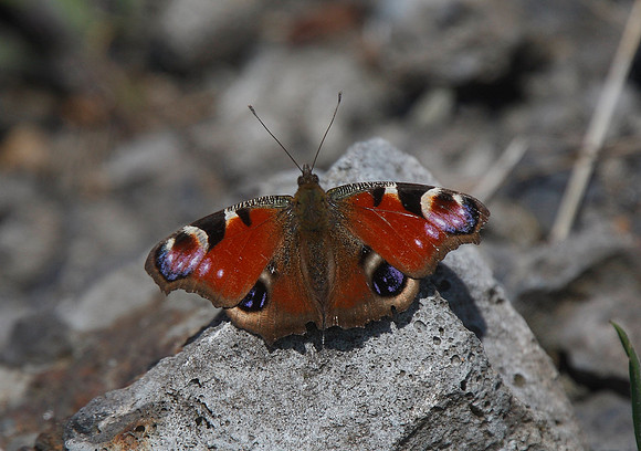 Peacock