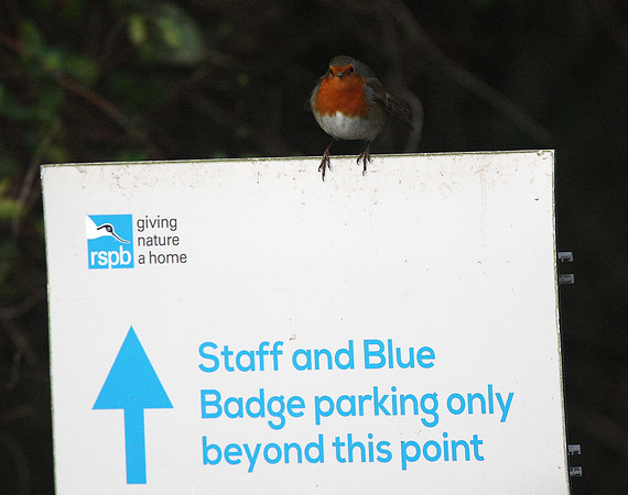 Robin