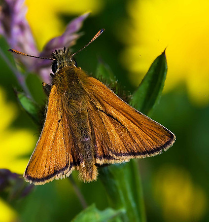 Small Skipper