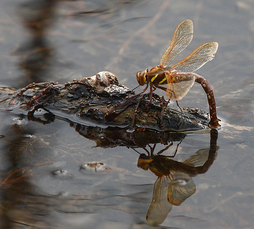 Brown Hawker