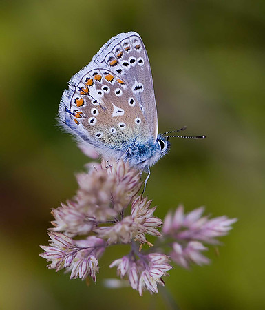 Common Blue