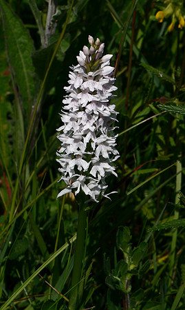 Common Spotted Orchid