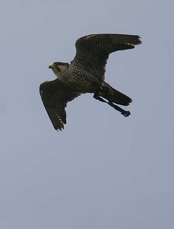 Peregrine with jesses