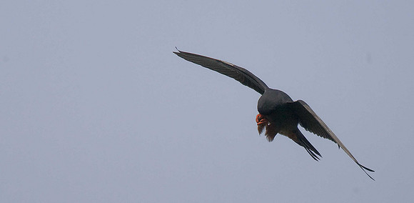 Red-footed Falcon