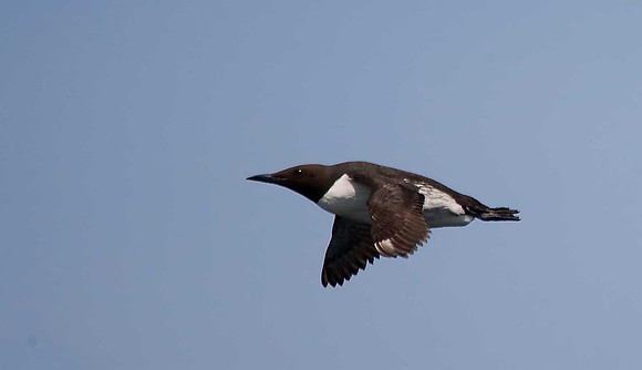 Guillemot