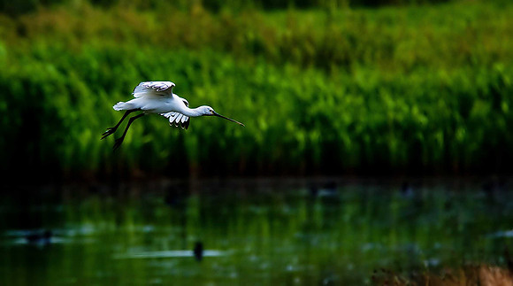 Spoonbill