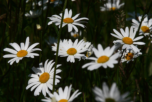 Oxeye Daisies